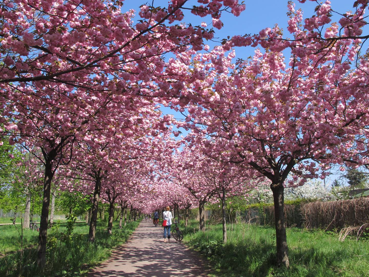 Kirschblüte in deutschen Städten: Die 10 schönsten Hanami-Spots in ...