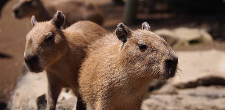 Capybaras