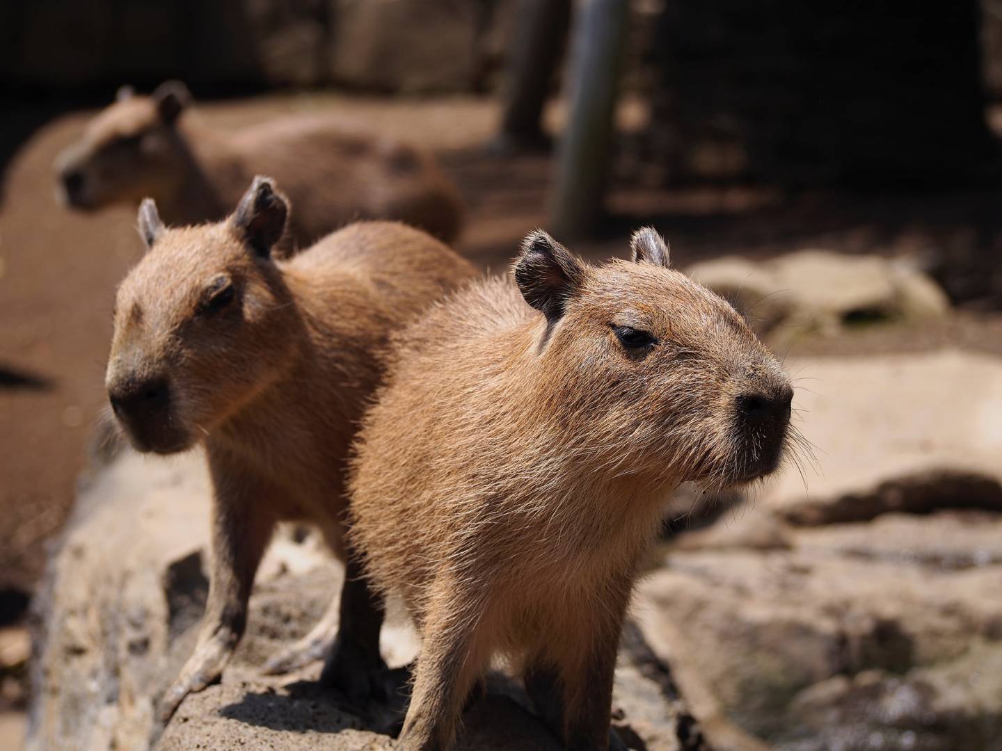 Wo Capybaras in Japan baden: Der Izu Shaboten-Tierpark | JAPANDIGEST