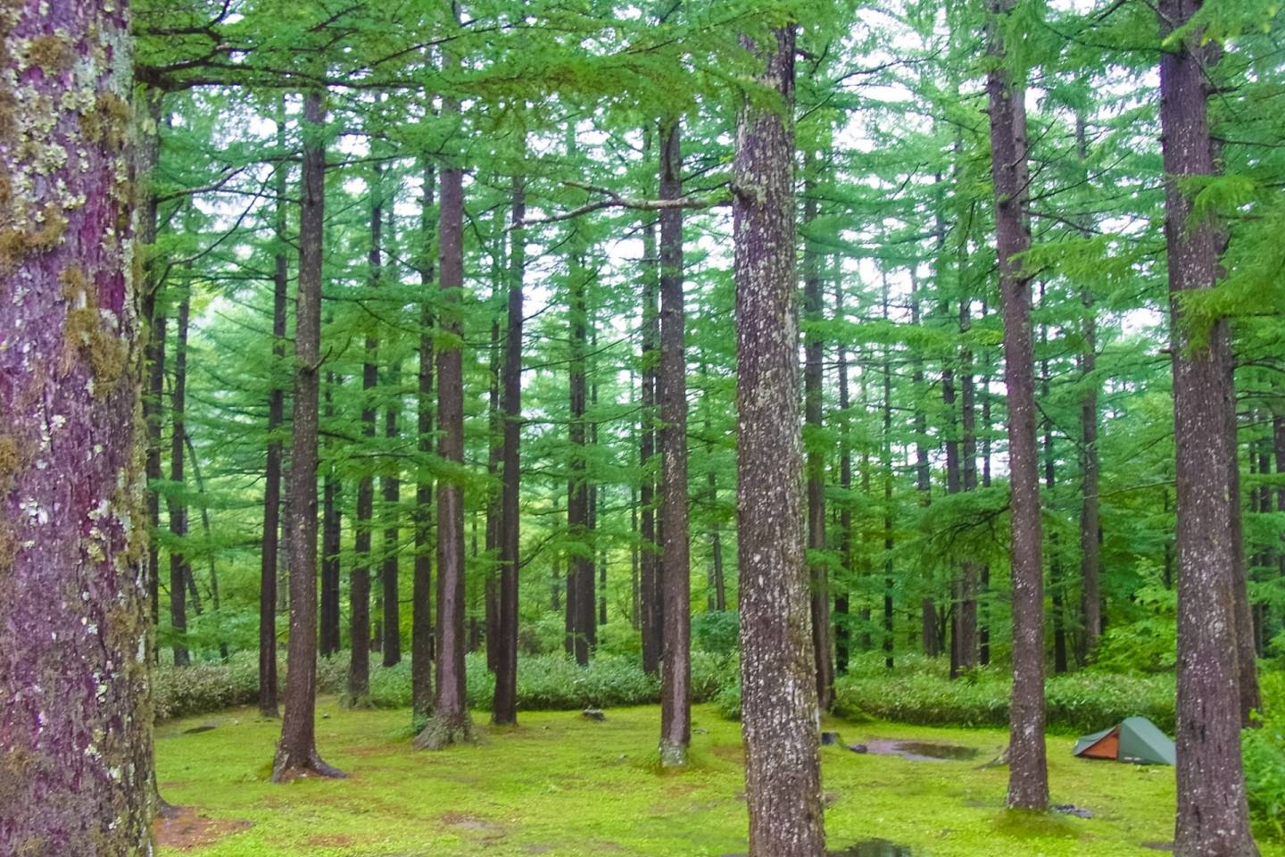 Shinrin Yoku: Die Heilsame Wirkung Des Waldbaden | JAPANDIGEST