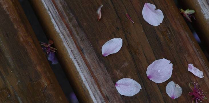 Nahaufnahme von Kirschblütenblättern auf einer Bank