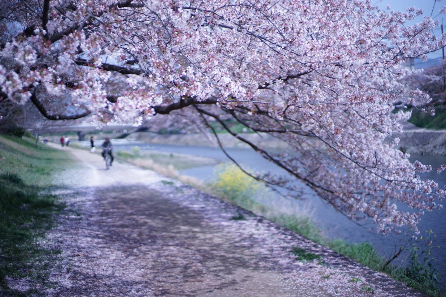 Kirschblüte in Kyōto: 10 traumhafte Hanami Spots | JAPANDIGEST