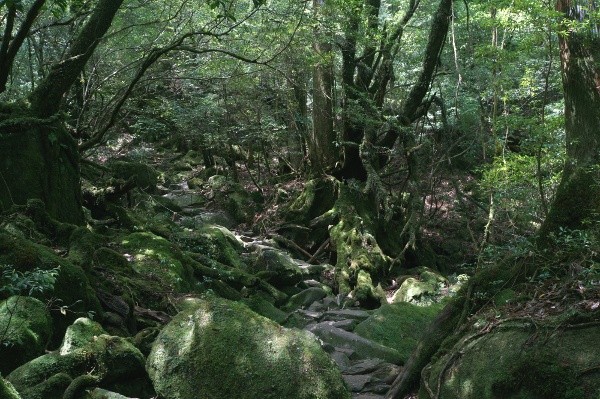 Shiratani Unsuikyō auf Yakushima