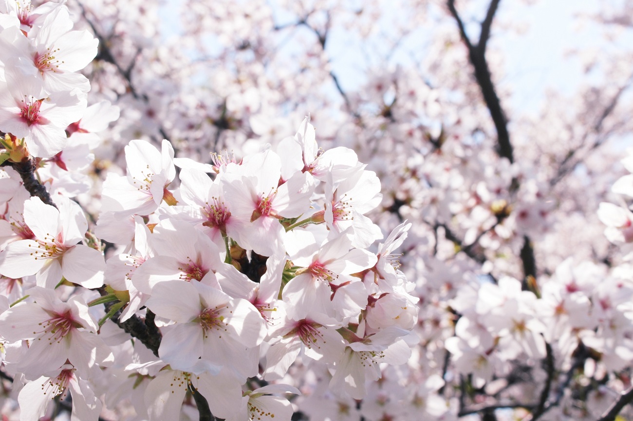 weiße Kirschblüten