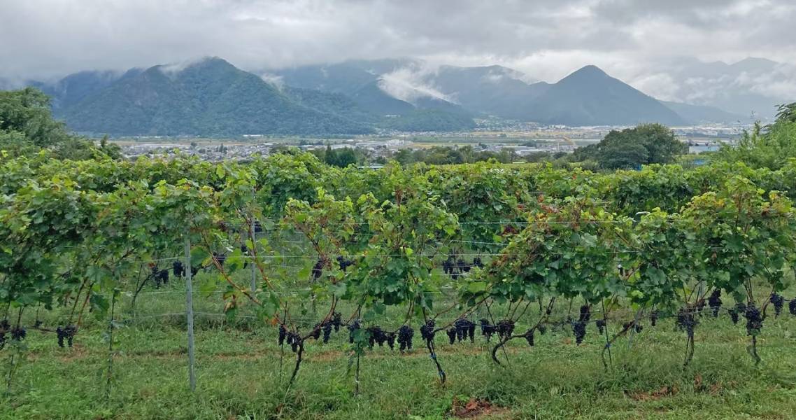 Weinberge mit Blick auf das Chikumagawa-Weintal in der Präfektur Nagano