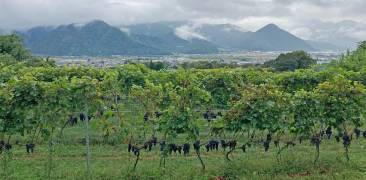 Weinberge mit Blick auf das Chikumagawa-Weintal in der Präfektur Nagano