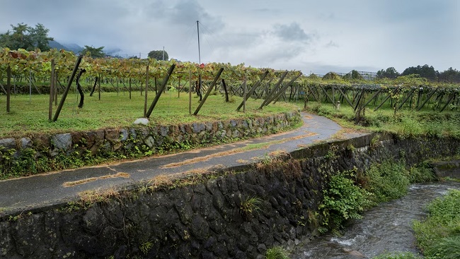 Die Weinberge der Katsunuma Winery, Yamanashi.