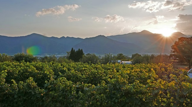 Die Weinberge des Weinguts Vino della Gatta Sakaki, Nagano.