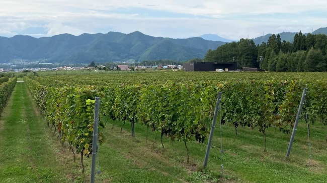 Das Weingut Shinshu Takayama