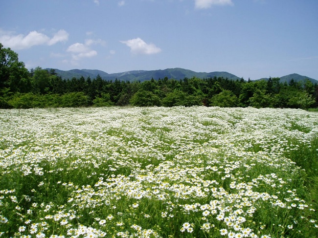 Kamillenfeld im Ai no Sato Herb Garden